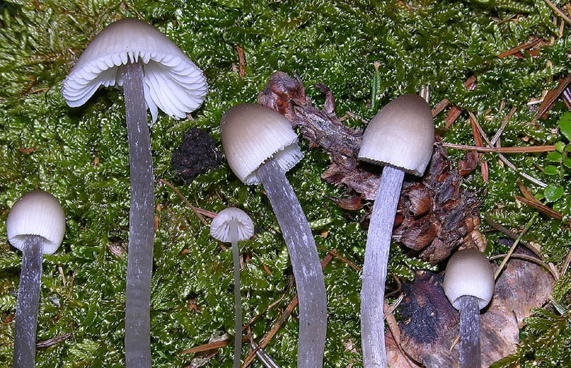 Mycena da determinare